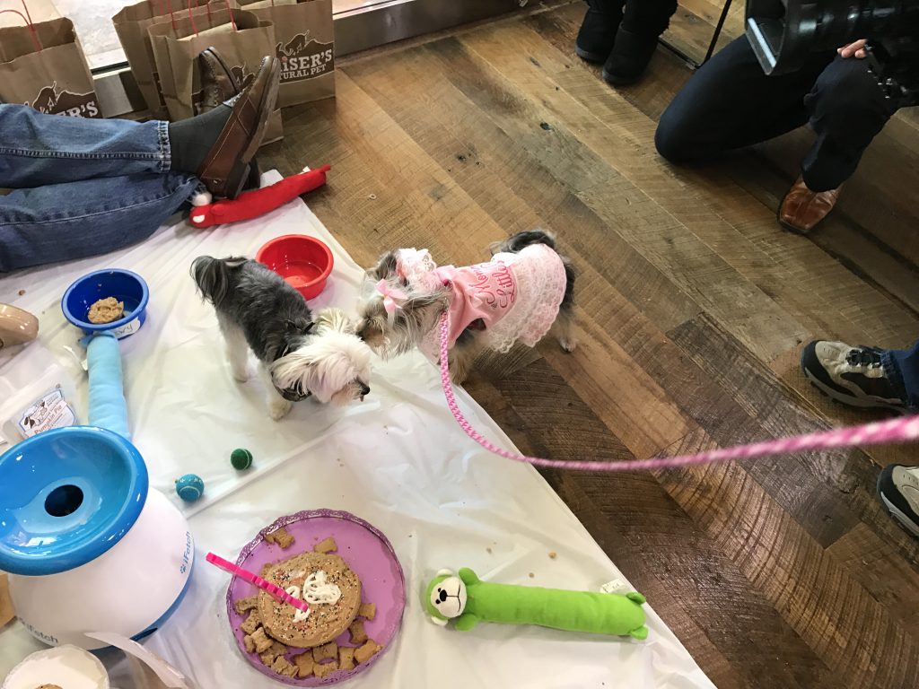 Molly's DIY Puppy Party