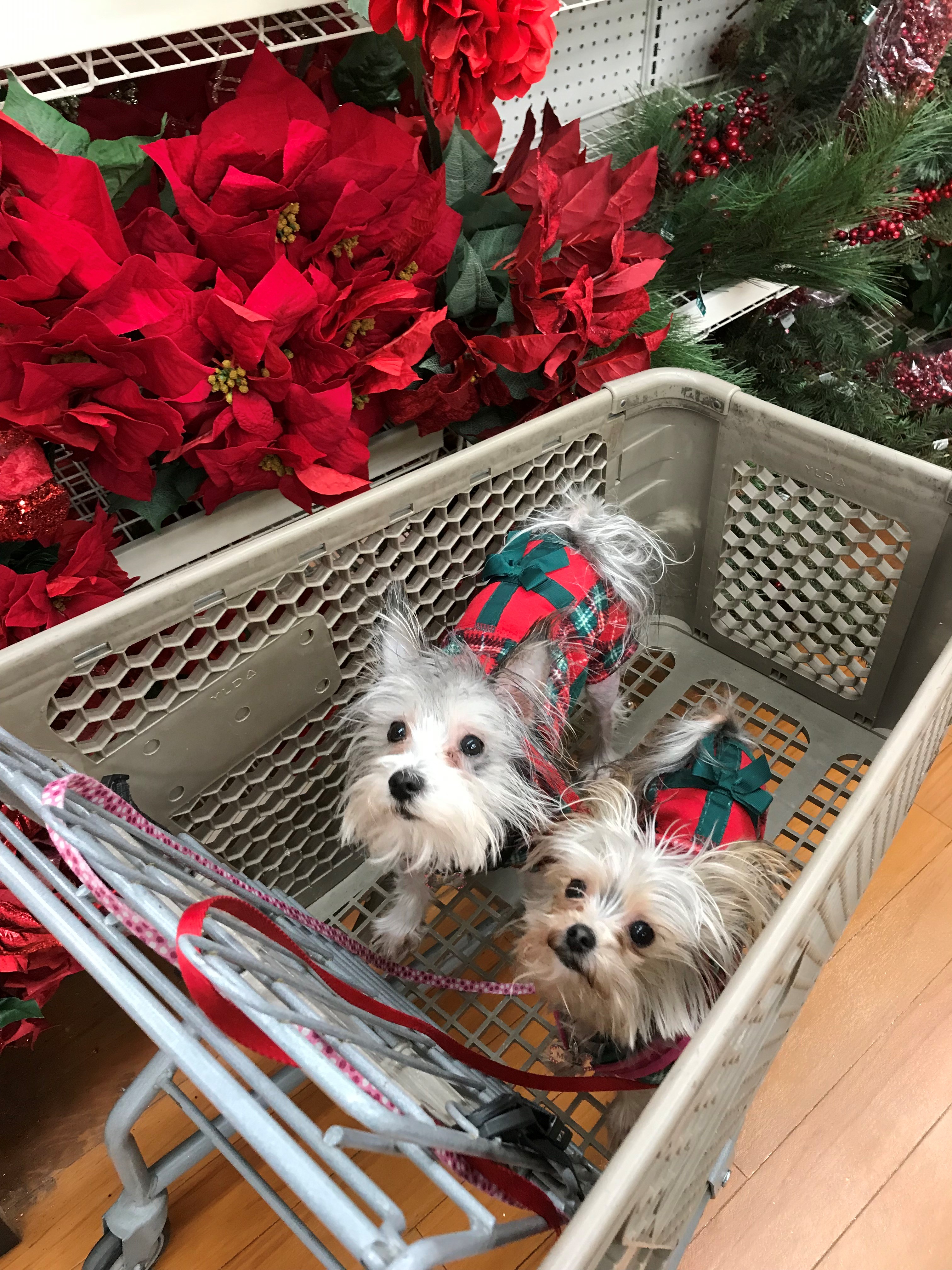 Pet Friendly Travel Tips and Ideas 6 Creative Lifestyles