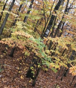 Best Leaf Peeping In America