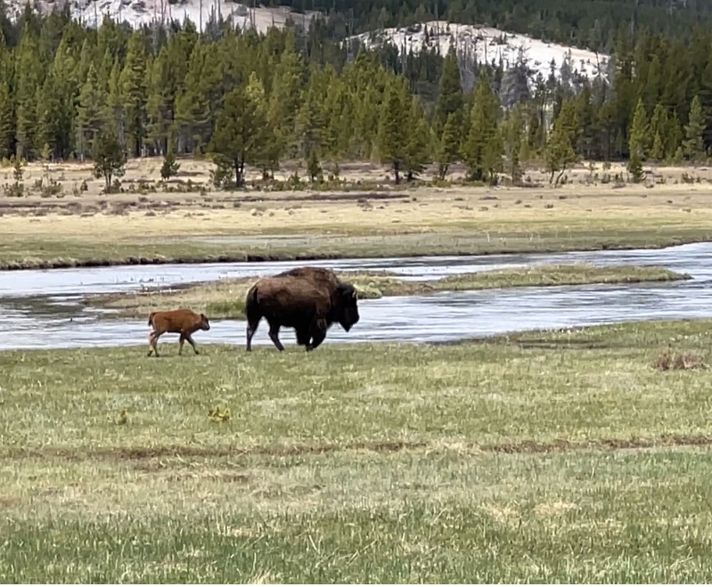 Road Tripping Yellowstone Style